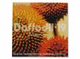 AUDREY CARSON[]DAFFODIL-19