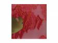 Merzbeat[]Merzbow