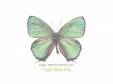 Night Butterfly[CD]KISAKI PROJECT ANOTHER SIDE(˥Х)
