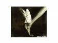 Ĥʤ󤯤 [CD]SIAM SHADEʥॷɡ