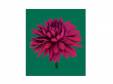 SPOON/Missing you (ꥢ)[CD]¼δ