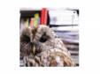  A[CD]Plastic Tree