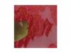 Merzbeat[]Merzbow