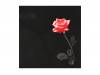 STAY[]DSIRE