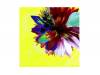 Cassis A[CD]the GazettEʥåȡ