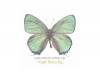 Night Butterfly[CD]KISAKI PROJECT ANOTHER SIDE(˥Х)