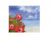 ϥӥޥ ۡ[CD]ꥢnumber