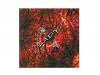 ̵[CD]LADY