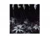 aint afraid to dieDir en grey