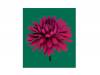 SPOON/Missing you (ꥢ)[CD]¼δ