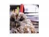  A[CD]Plastic Tree