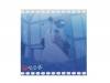 Scene 73 ޡ[CD]