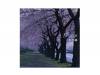 ʪ[CD]Prototype